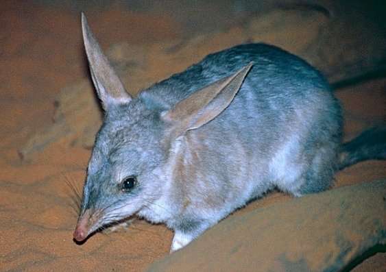 3000 years of evolution with dingoes matters to bilbies