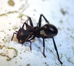New research studies adhesiveness in ants as a way to improve synthetic adhesives