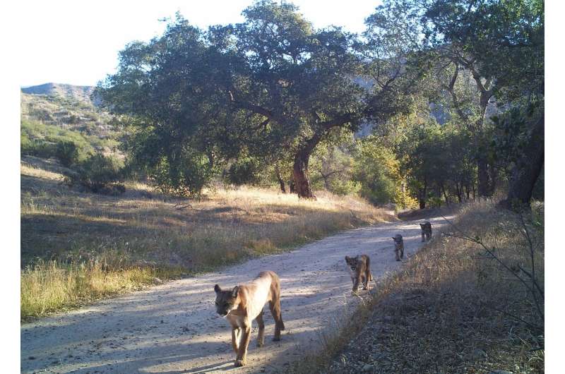 Researchers explore genetics of California mountain lions to inform future conservation