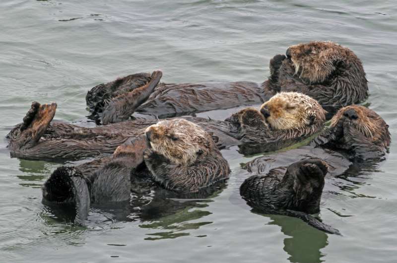 Researchers study how to improve southern sea otter survival