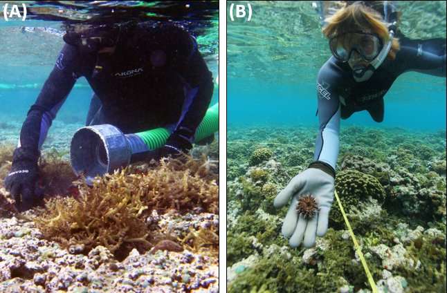 Research reveals effective method to control algae growth on Hawaiian coral reefs