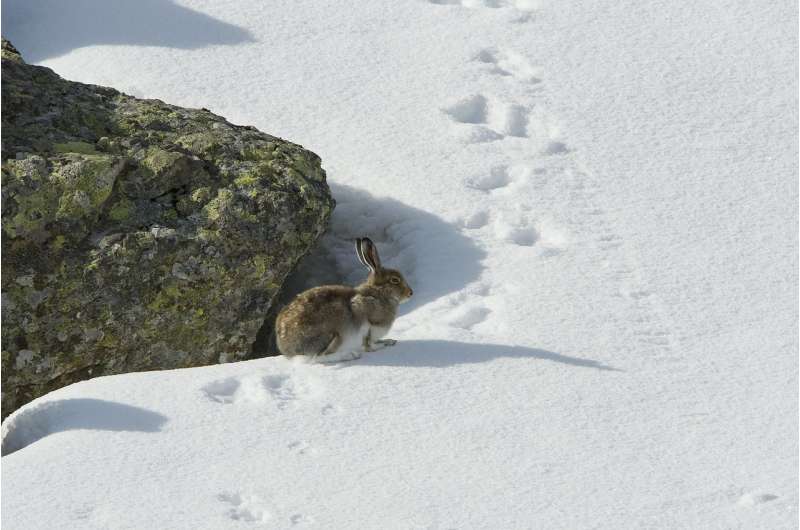 Climate change is shrinking mountain hares' habitat in the Alps