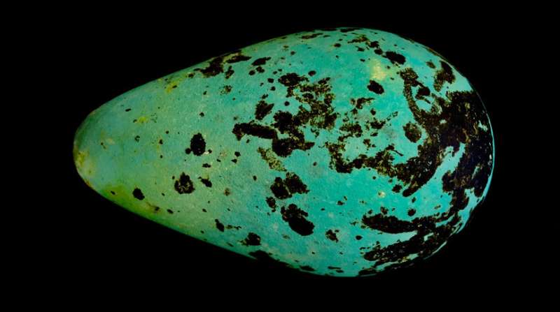 Scientists crack mystery behind shape of bird eggs