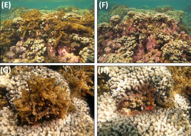 Research reveals effective method to control algae growth on Hawaiian coral reefs