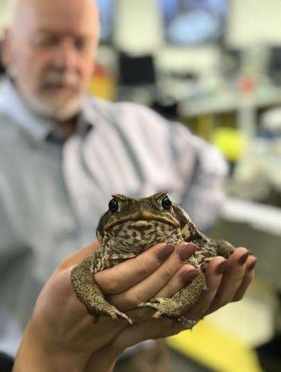 Scientists crack genetic code of cane toad
