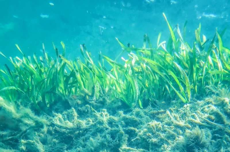 Climate change threatens world's largest seagrass carbon stores