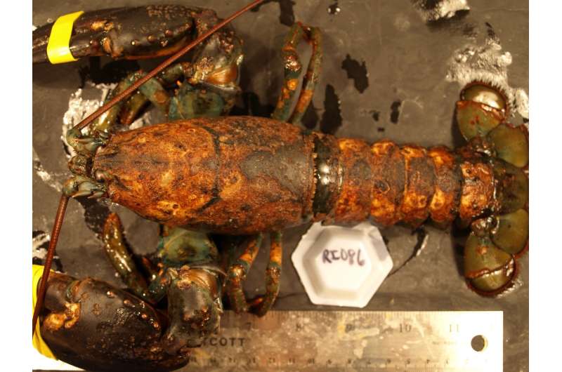 Research reveals link between warming and lobster disease