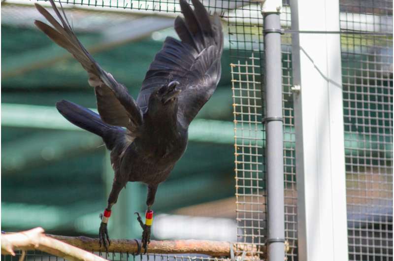Researchers release endangered crows into the forests of South Pacific island