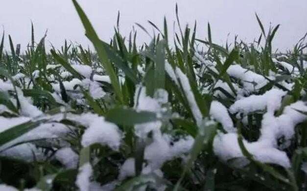 Scientists reveal spring cold spells that reduce crop yields