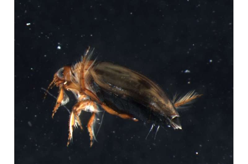 Researchers study aquatic beetles native only to central Wyoming