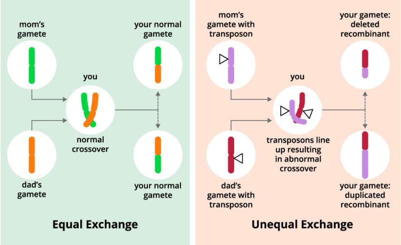 Scientists discover gene controlling genetic recombination rates