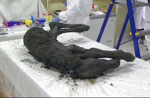 Scientists find perfectly preserved ancient foal in Siberia