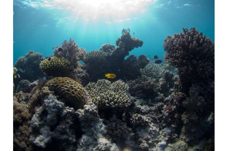 Scientists discover balance of thermal energy and low climate stress drive coral species diversity