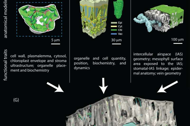 3D imaging opens door to better understanding of fascinating leaf complexity