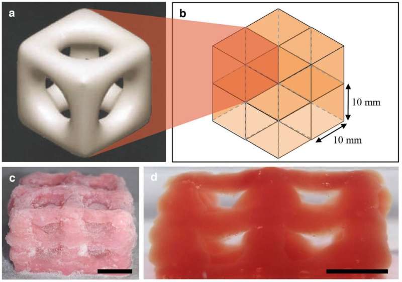 3-D printing creates super soft structures that replicate brain and lungs