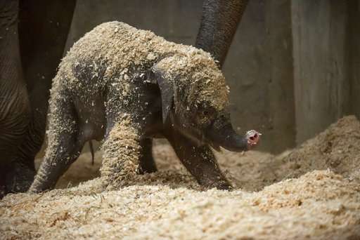 3-week-old elephant dies at Ohio zoo after sudden illness