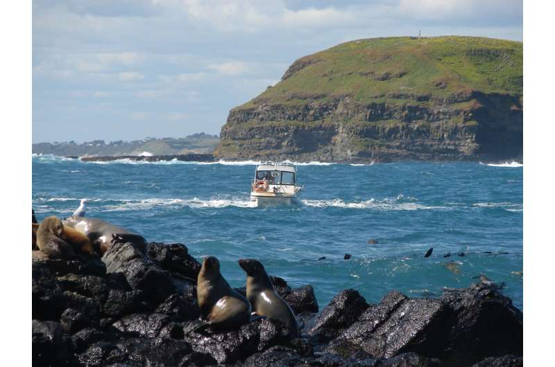 Australian study into how seals react to boats prompts new ecotourism regulations
