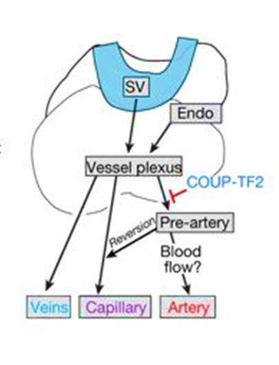 Cardiac progenitor cells undergo a cell fate switch to build coronary arteries