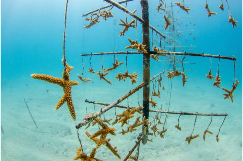 Coral bleaching increases disease risk in threatened species