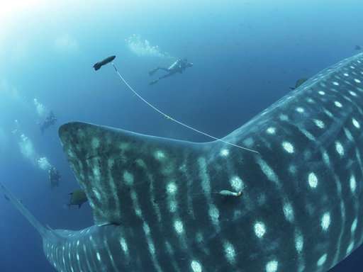 Cracking the mysteries of the elusive, majestic whale shark