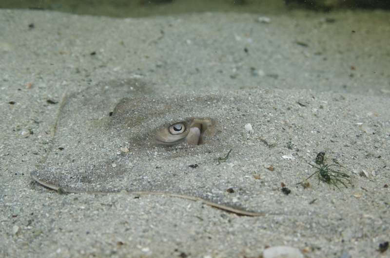 Deepwater Horizon oil spill's dramatic effect on stingrays' sensory abilities