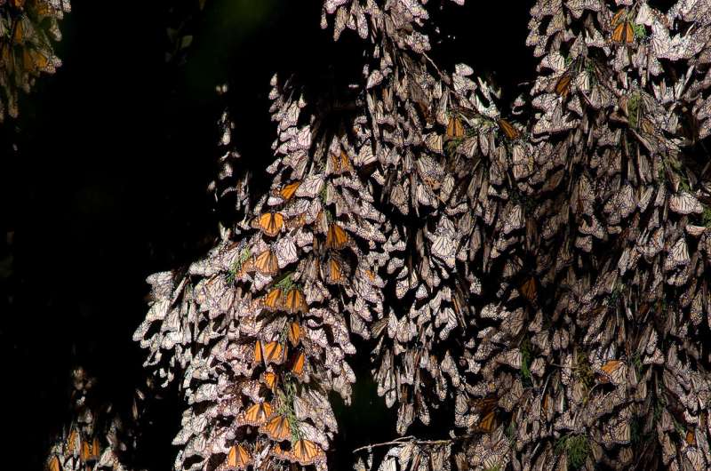 Deforestation drops by 57% in the winter habitat of the monarch butterfly in Mexico
