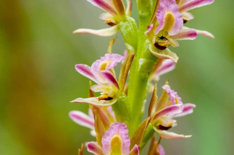 Leek orchids are beautiful, endangered and we have no idea how to grow them