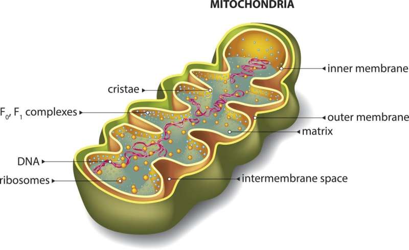 Mitochondria and the art of DNA maintenance