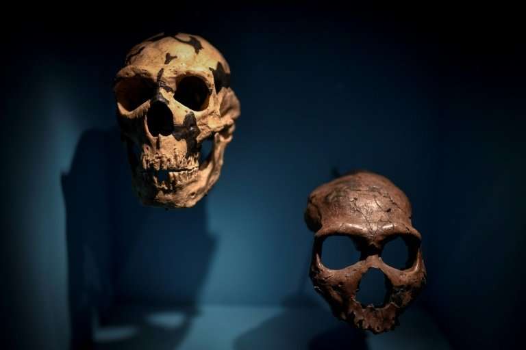 Neanderthals are thought to have needed up to 4,480 calories a day to keep them alive in the European winter—some of their skull