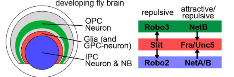 Neuroscience-protein that divides the brain