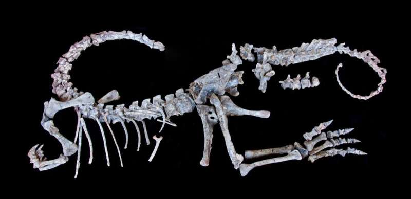 Newly described fossils could help reveal why some dinos got so big