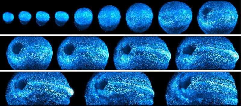 New microscope offers 4D look at embryonic development in living mice