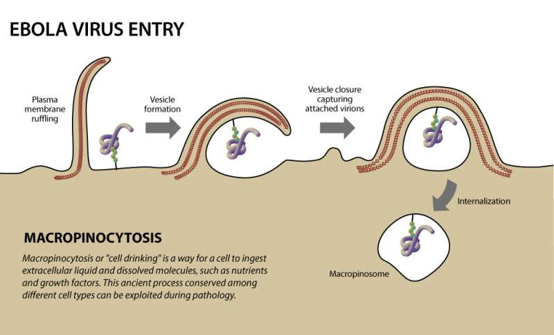 New research pinpoints pathways Ebola virus uses to enter cells