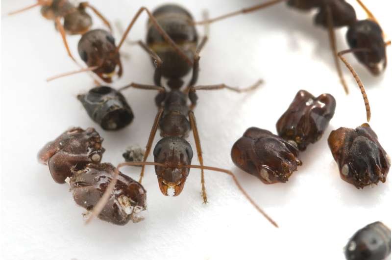 New research uncovers the predatory behavior of Florida's skull-collecting ant