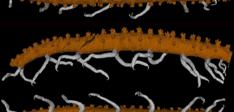 New species of rare ancient ‘worm’ discovered in fossil hotspot