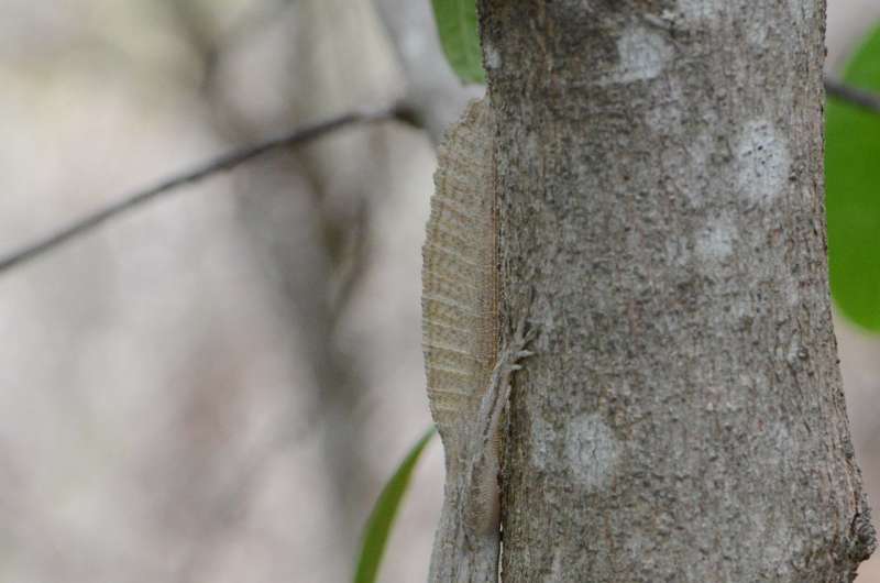 New study sheds light (and some shade) on anole diversification