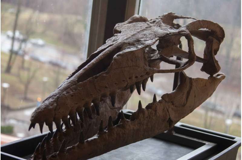 Paleontologist believes Cretaceous mosasaur might have specialized in fish