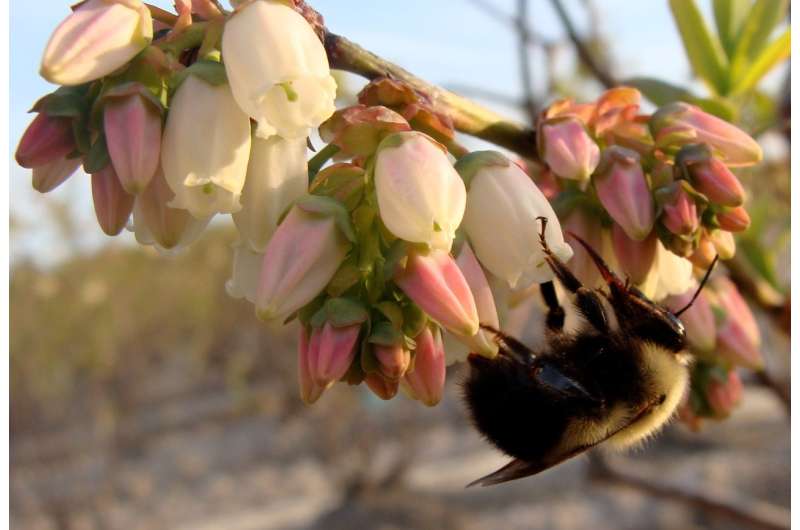 Pollinator biodiversity