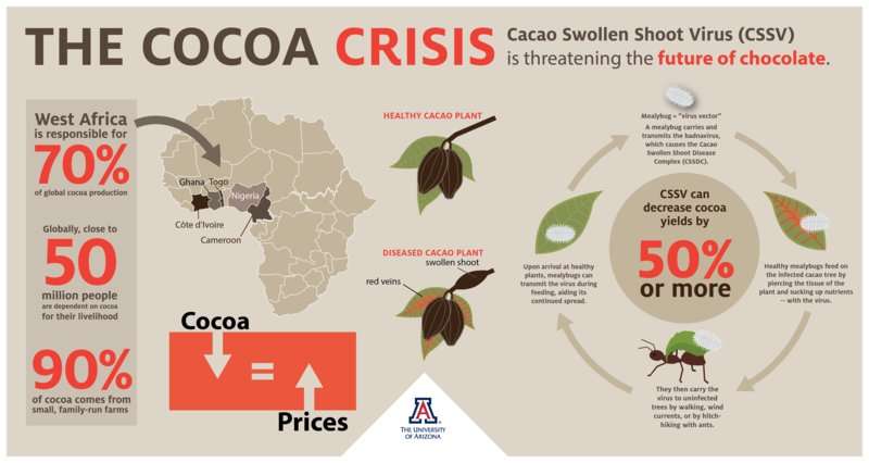 Ravaged by a poorly studied disease, cacao trees are dying