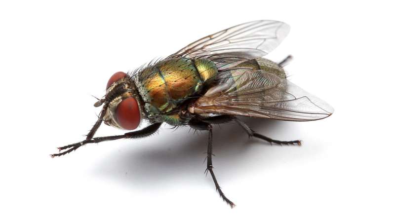 Researchers gain insight into chromosome evolution in flies
