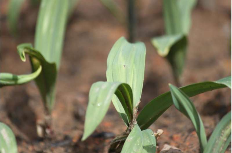 Researchers to study ramps' market, flavor profile, vulnerability to pest