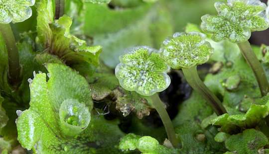 Research shows first land plants were parasitised by microbes