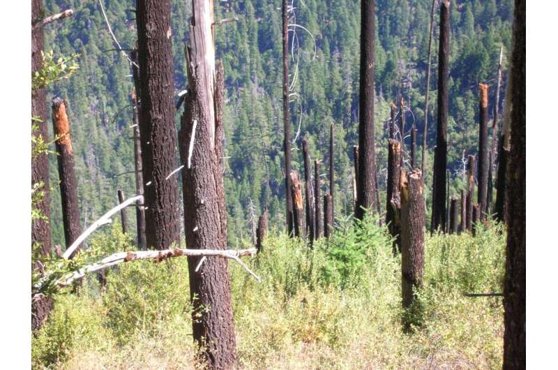 Salvage logging, planting not necessary to regenerate Douglas firs after Klamath fires