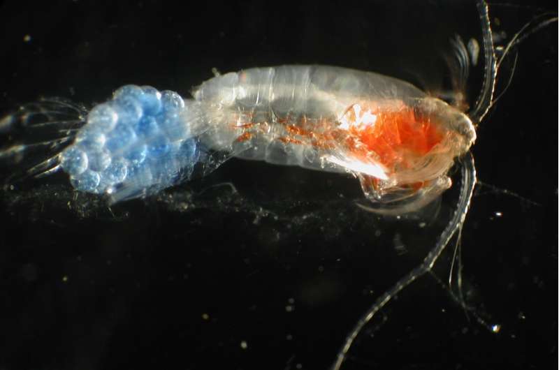 Scientists are using DNA to study ocean life and reveal the hidden diversity of zooplankton