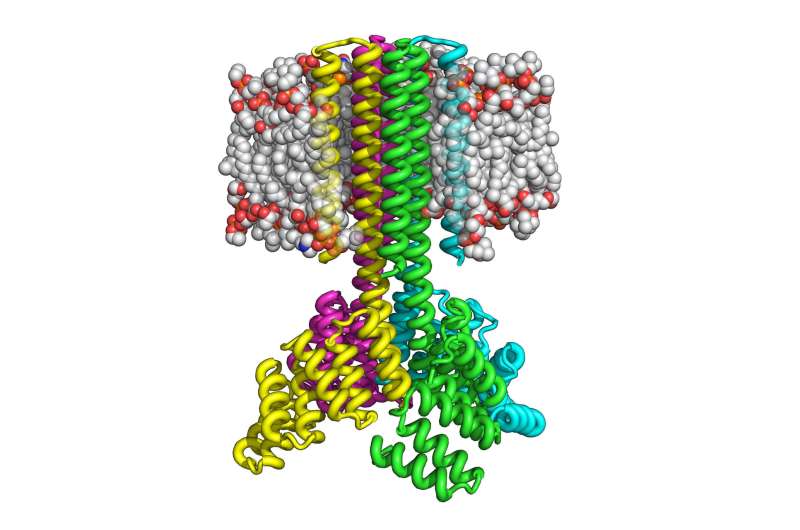 Scientists create complex transmembrane proteins from scratch