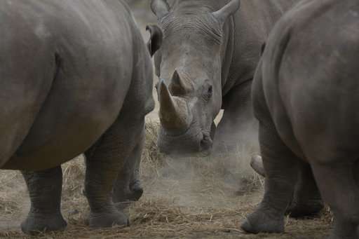 Scientists hope to save northern white rhino from extinction