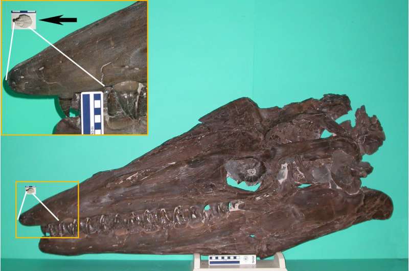 Smallest ever Tylosaurus fossil sheds light on species
