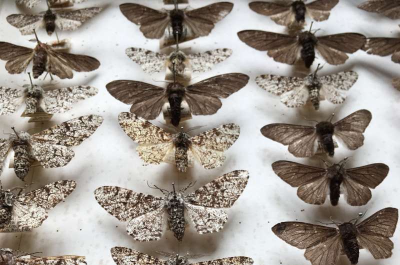 Study confirms truth behind 'Darwin's moth'