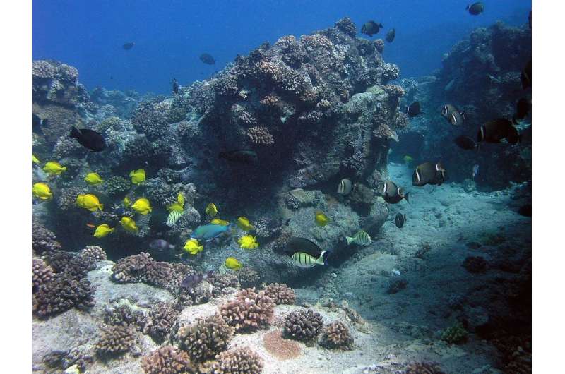Study highlights opportunity to restore abundance to Hawaiian reef fisheries
