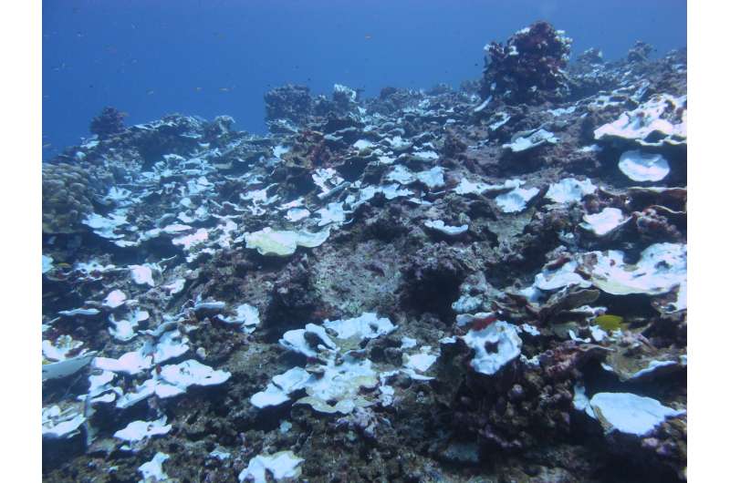 Study tracks severe bleaching events on a Pacific coral reef over past century